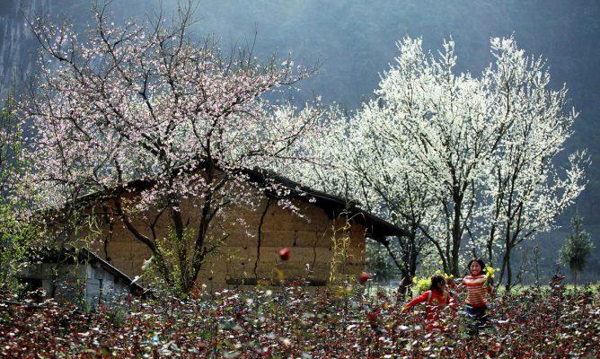 Mùa xuân ở Sapa ngập tràn rừng hoa