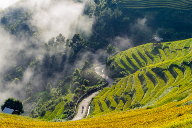 Mùa lúa chín Mù Căng Chải - Tuyệt phẩm thiên nhiên