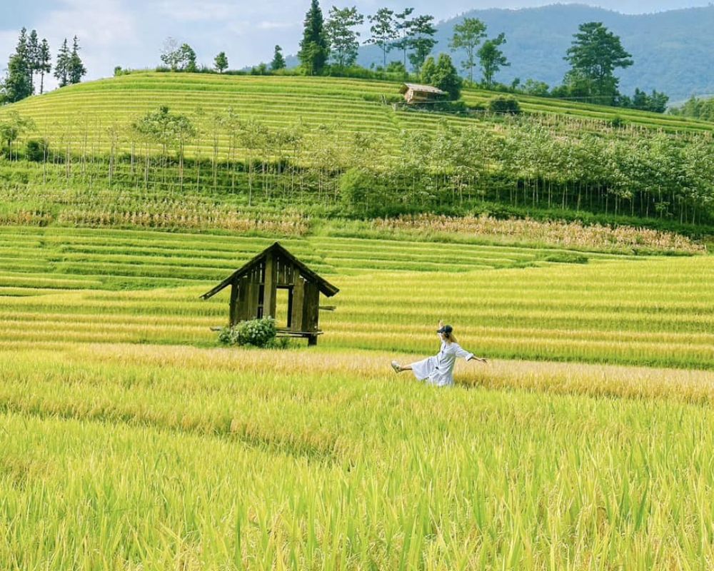 Cánh đồng lúa chín ở Sapa