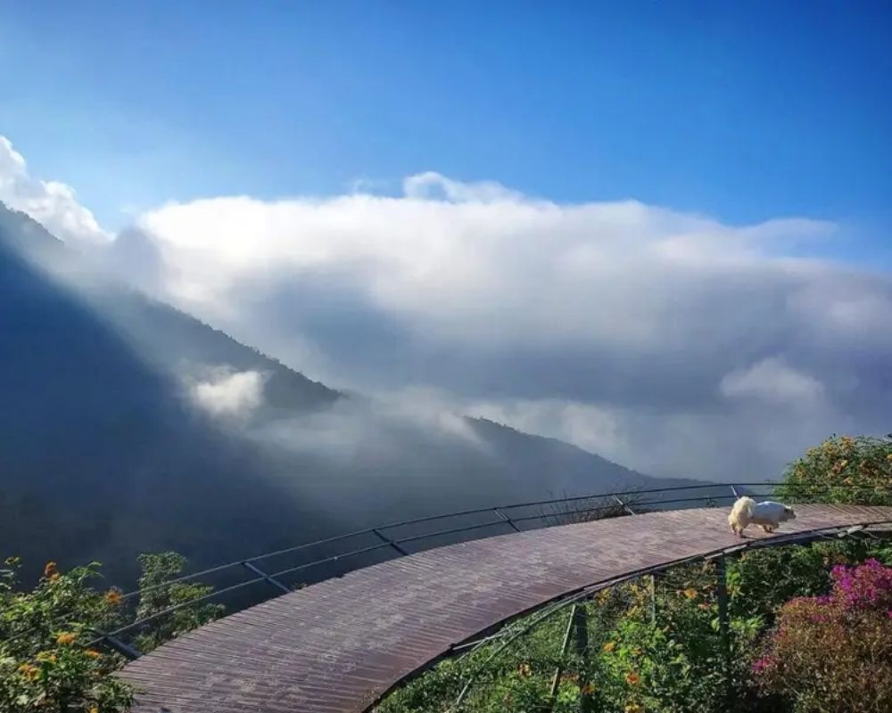 Cầu Mây Tam Đảo