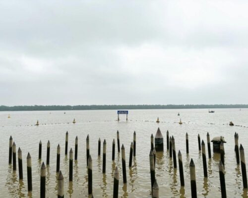 Cọc chông cắm trên sông Bạch Đằng